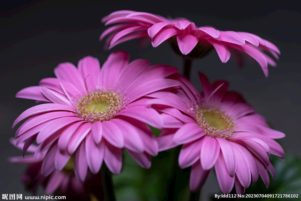 美丽的粉红色花