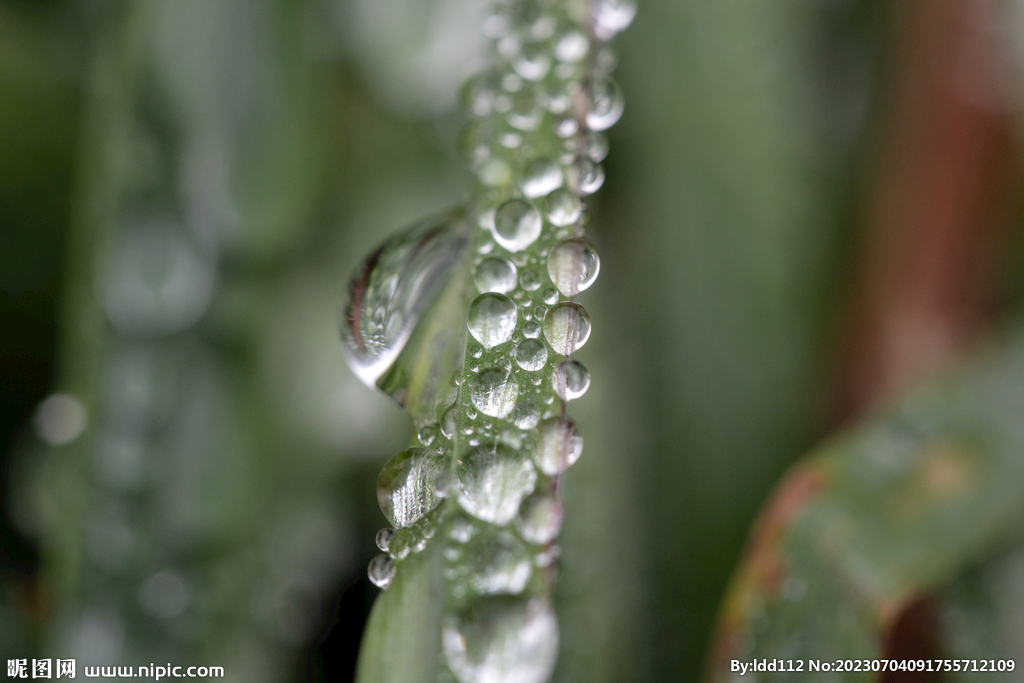 雨点落在草叶上
