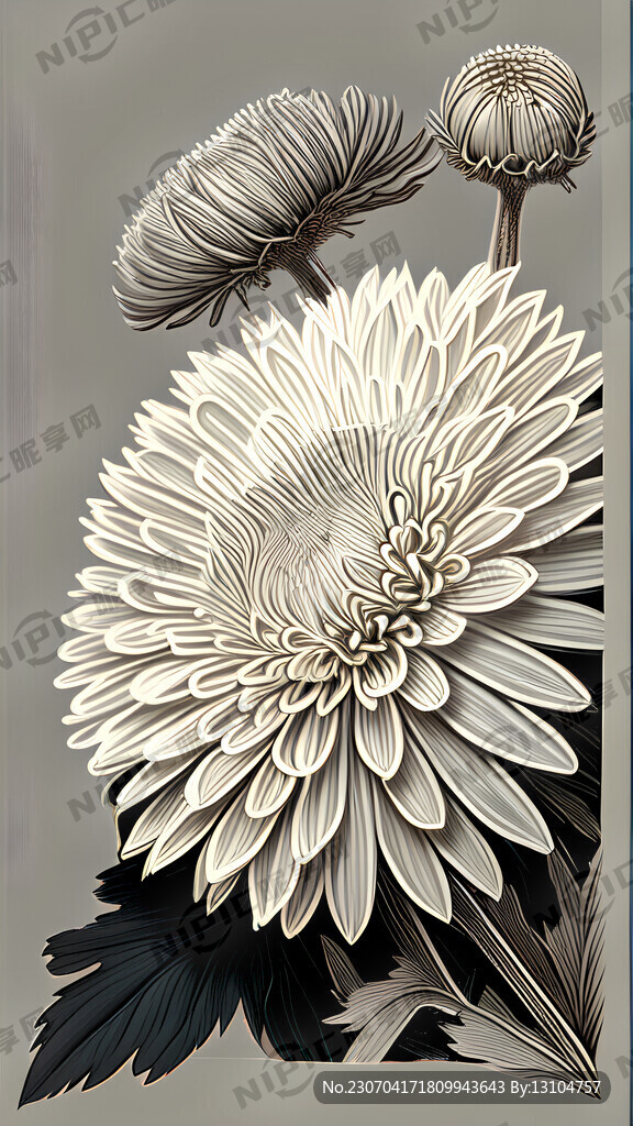 线描丝毛菊