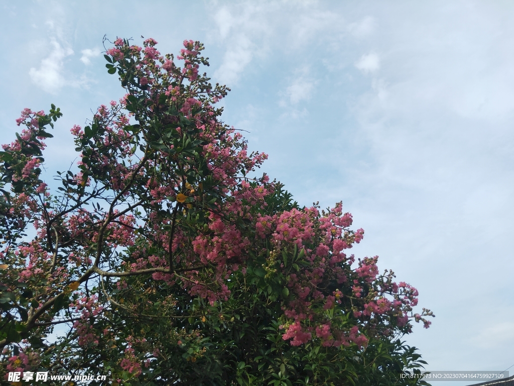 海棠花
