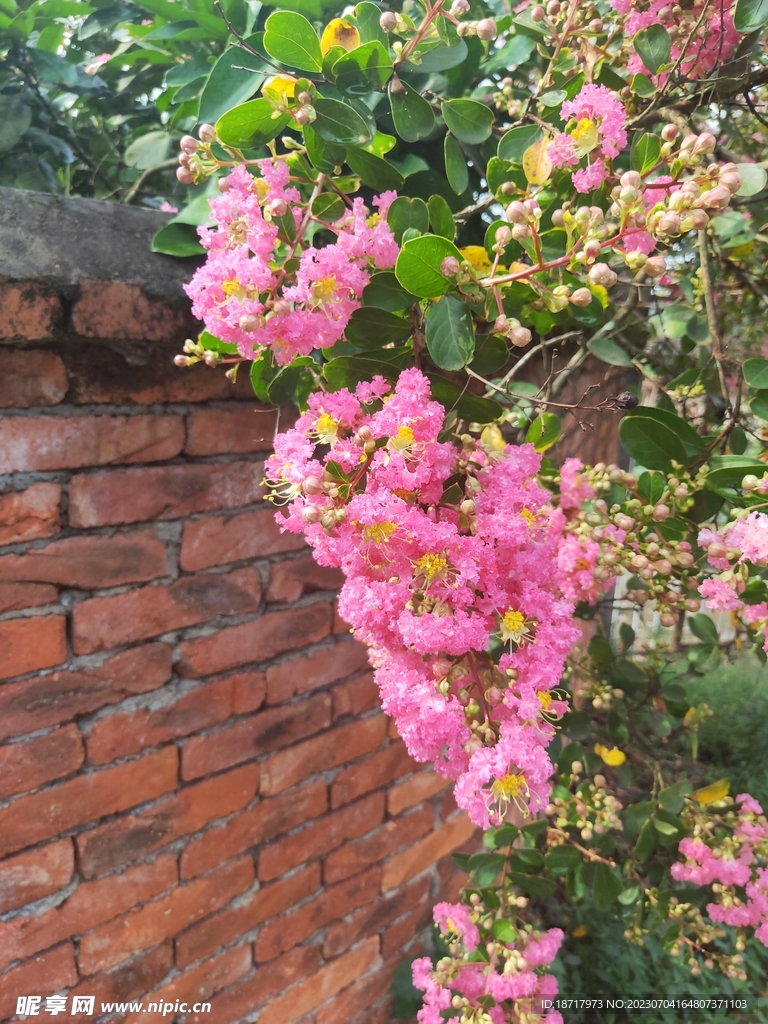 海棠花