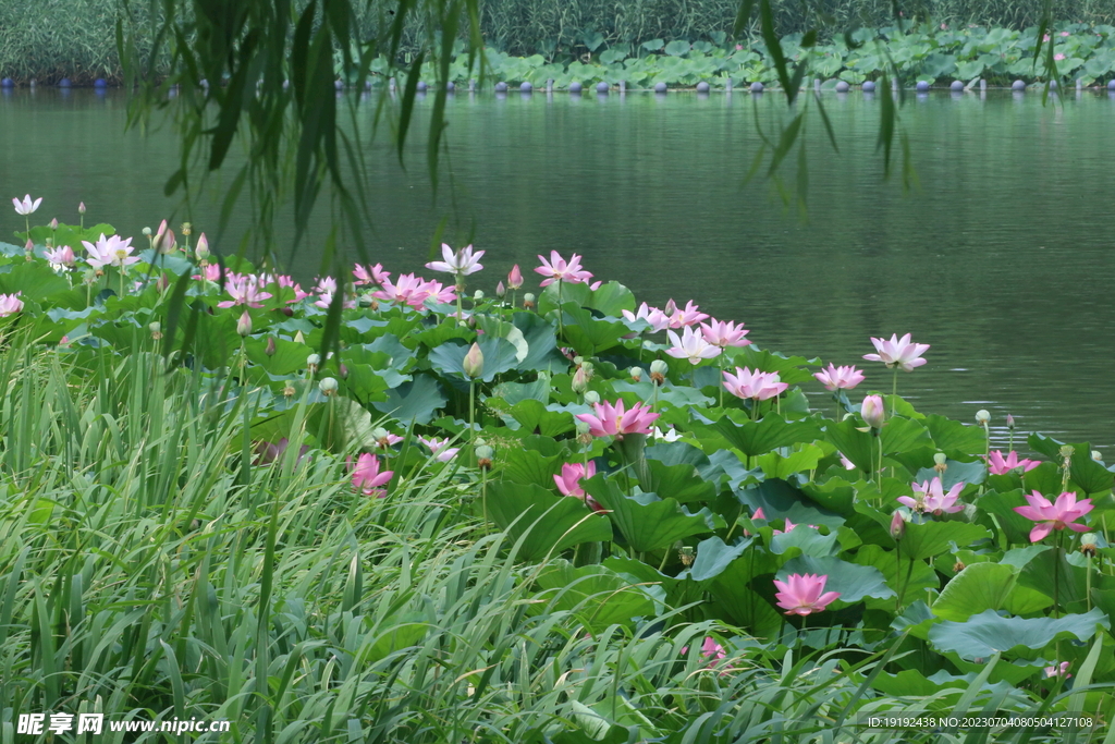 荷花荷叶