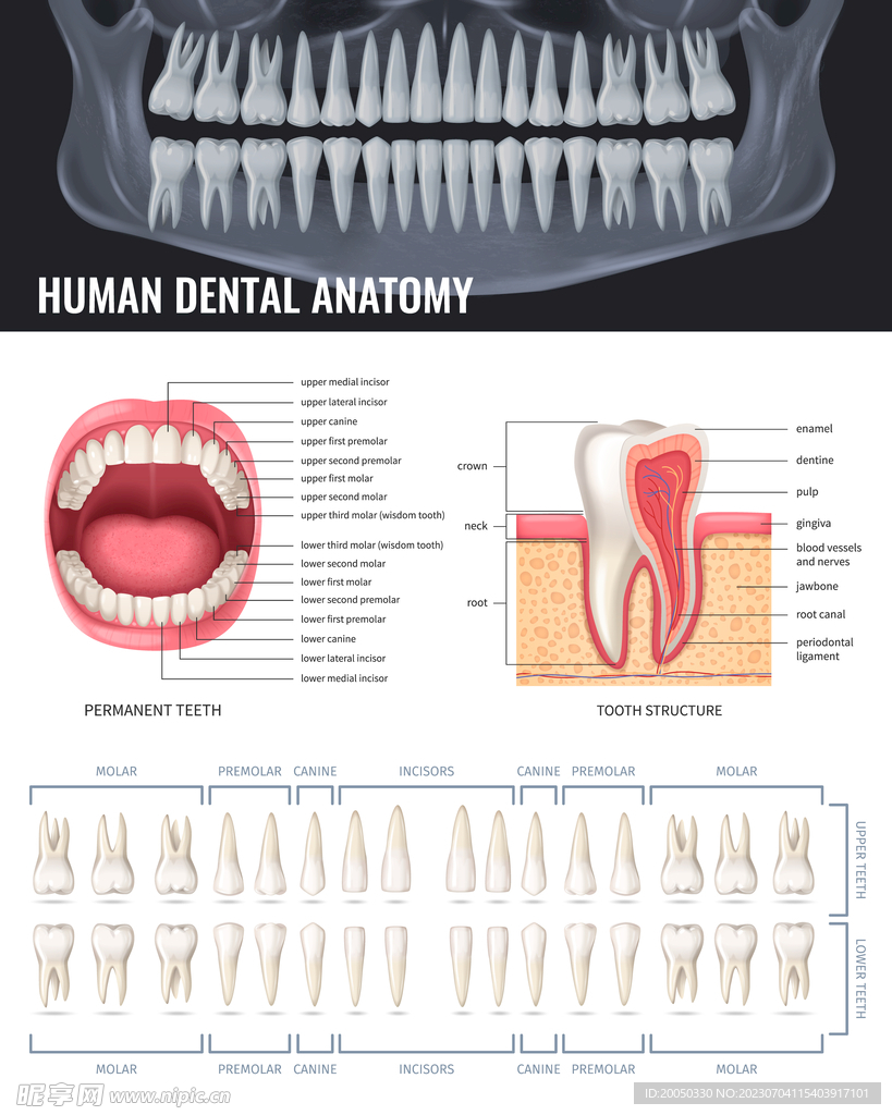 牙齿解剖图