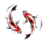 鲤鱼