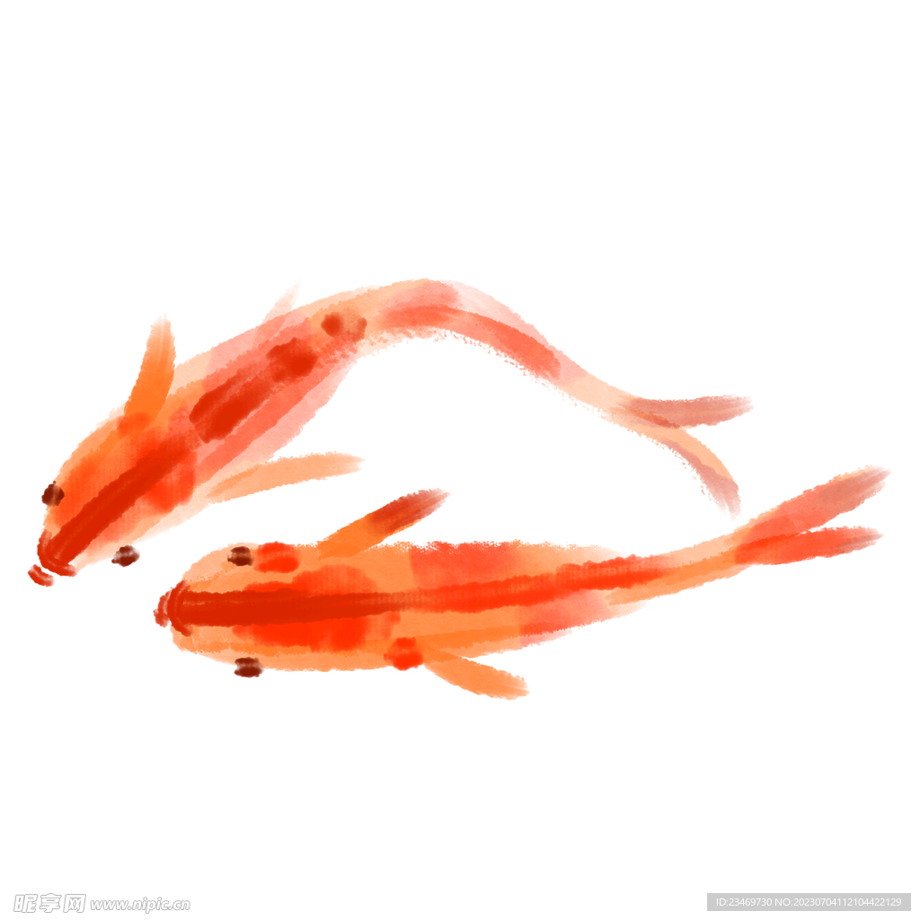 鲤鱼