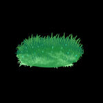 小草