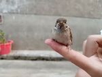 小麻雀