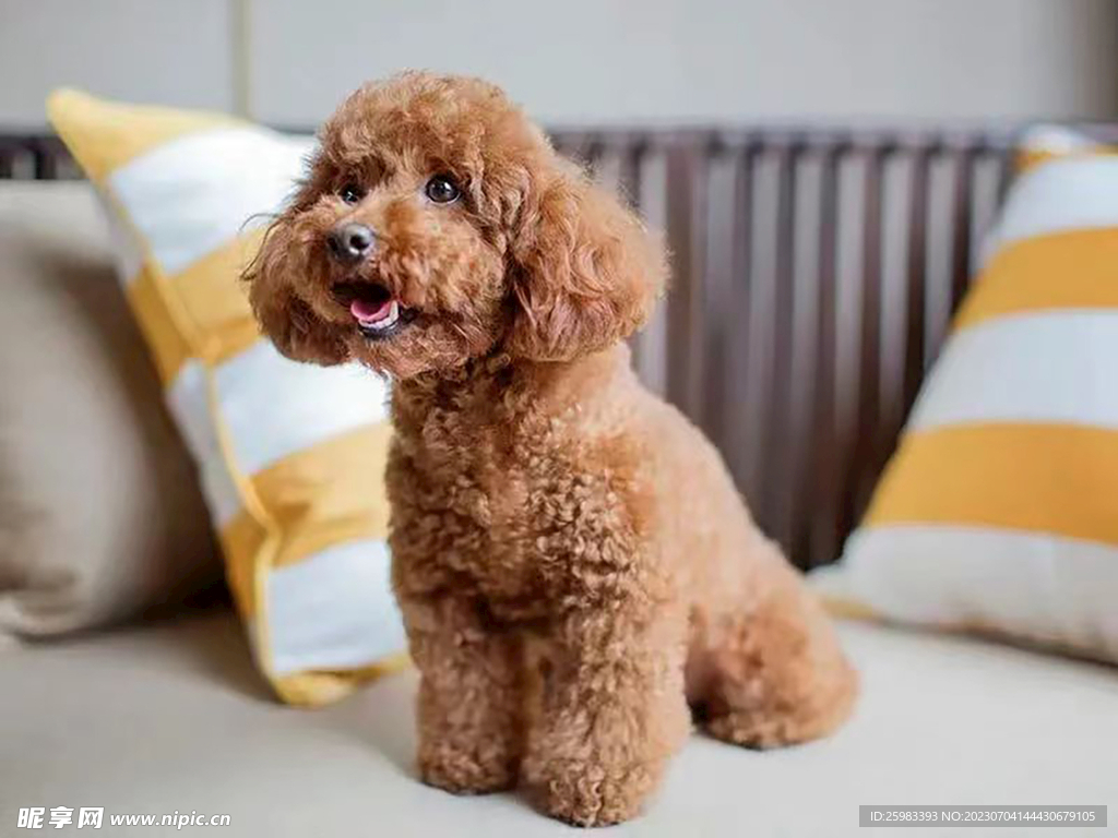 泰迪宠物犬