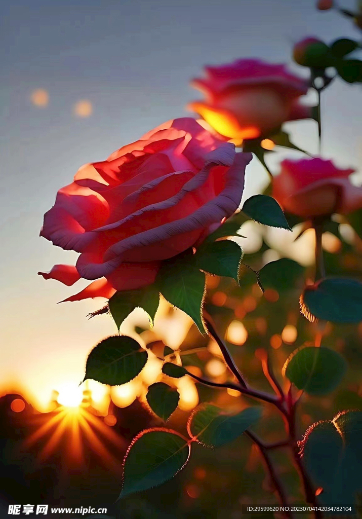玫瑰花
