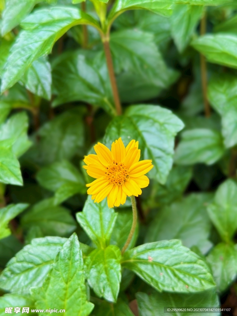 蟛蜞菊