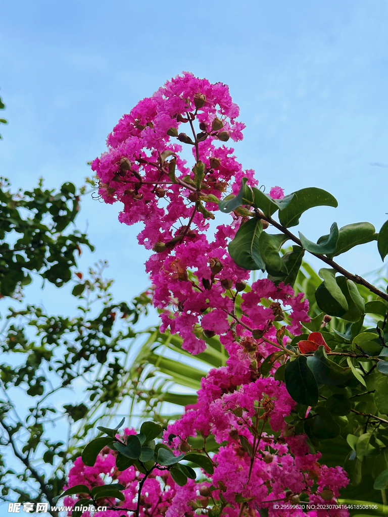 紫薇花