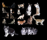 猫