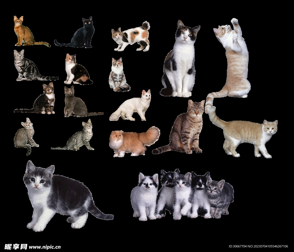 猫