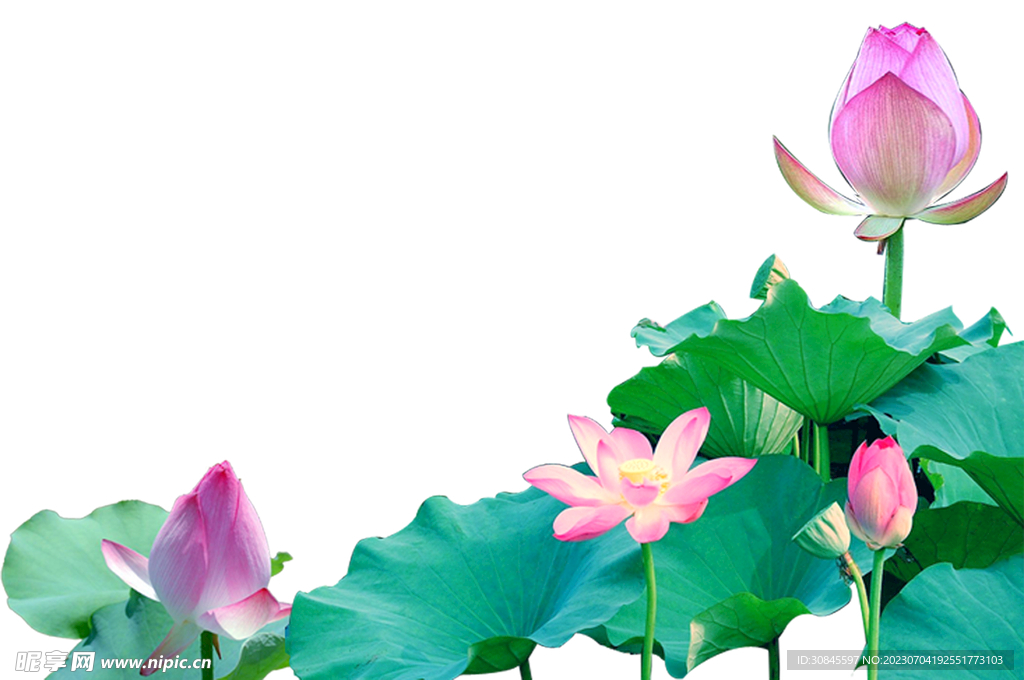 荷花 