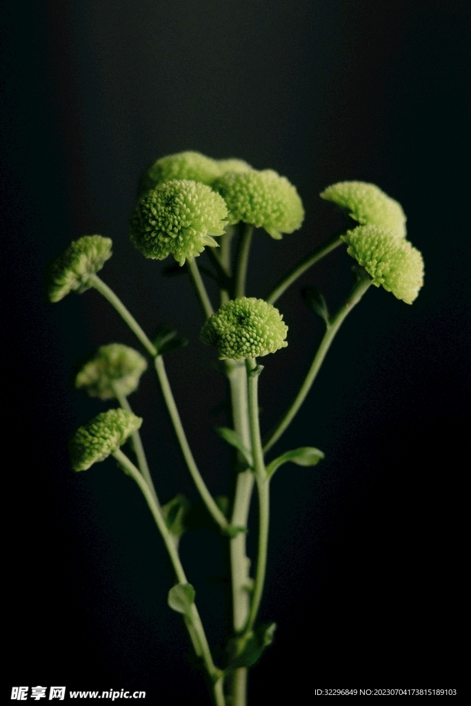 绿色菘蓝花菜图