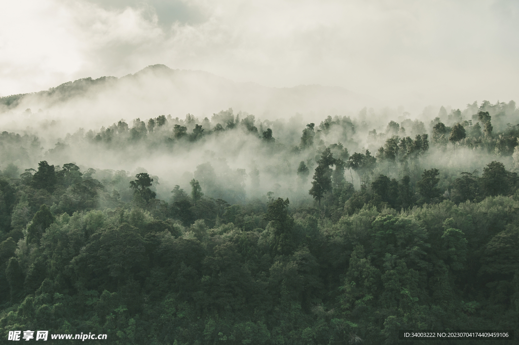 烟雾缭绕的森林