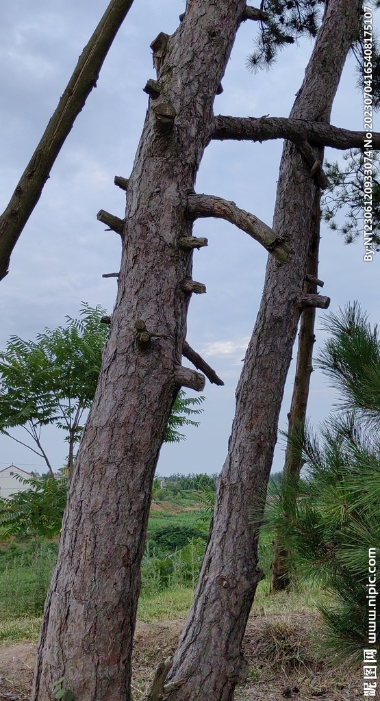 景区风景树