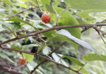 野树莓