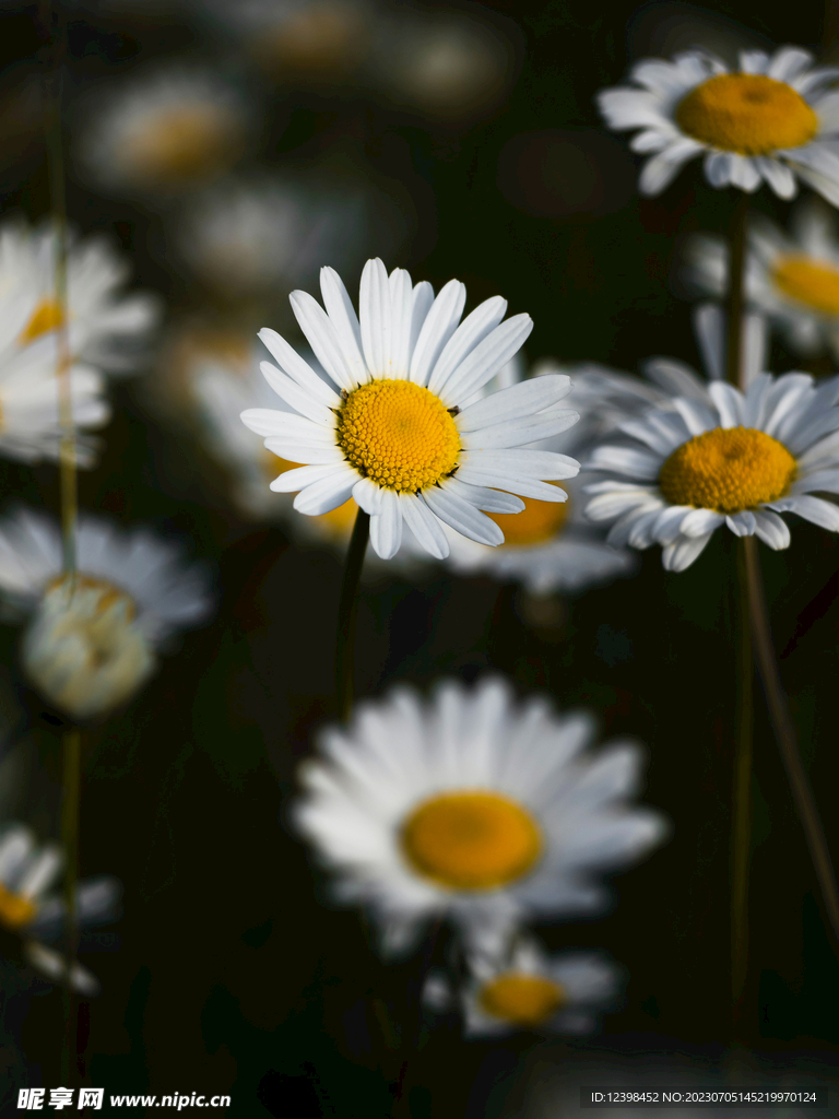 雏菊