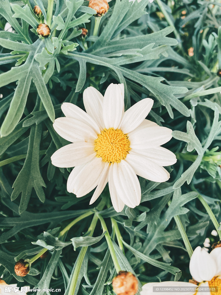 雏菊