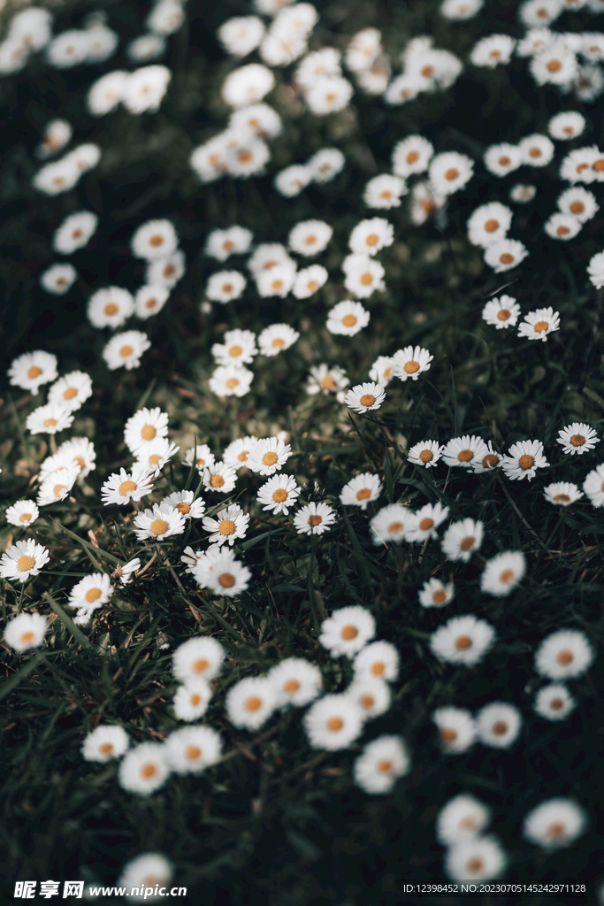 雏菊