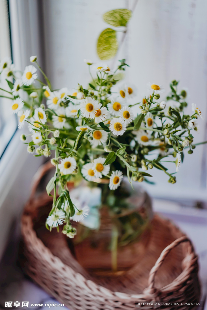 雏菊