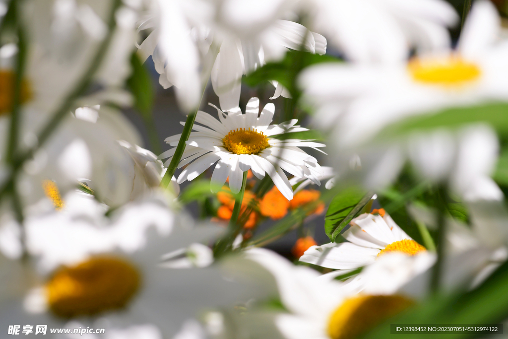 雏菊
