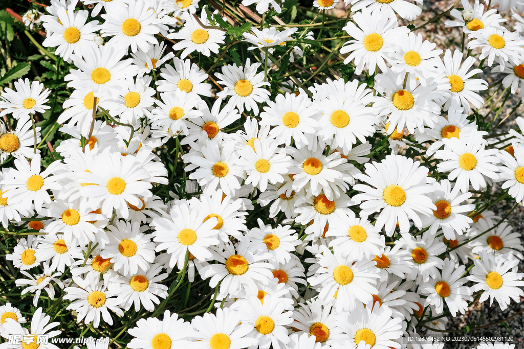 雏菊