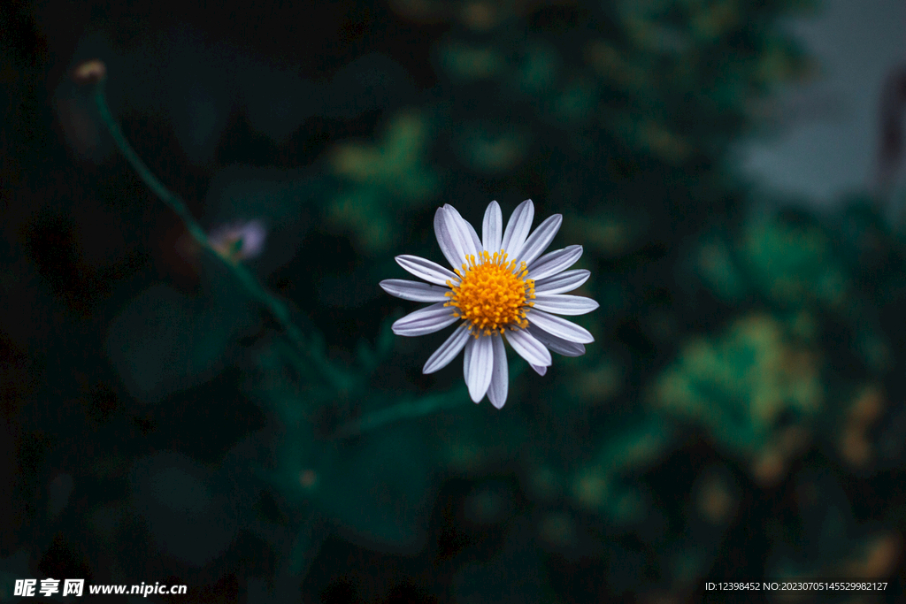 雏菊