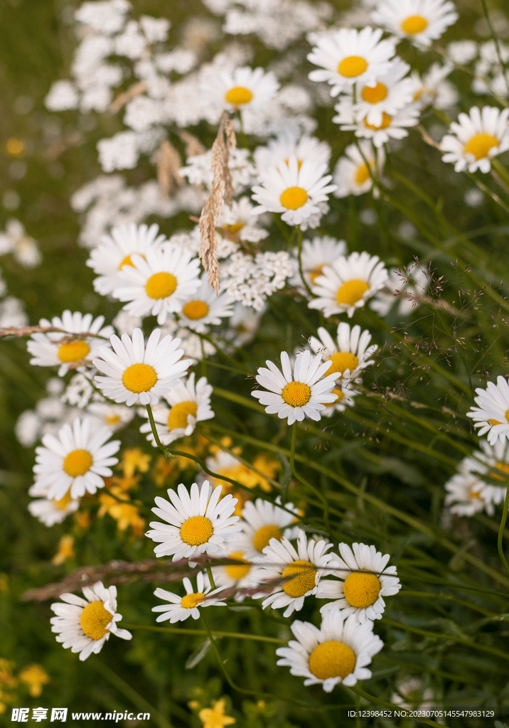 雏菊