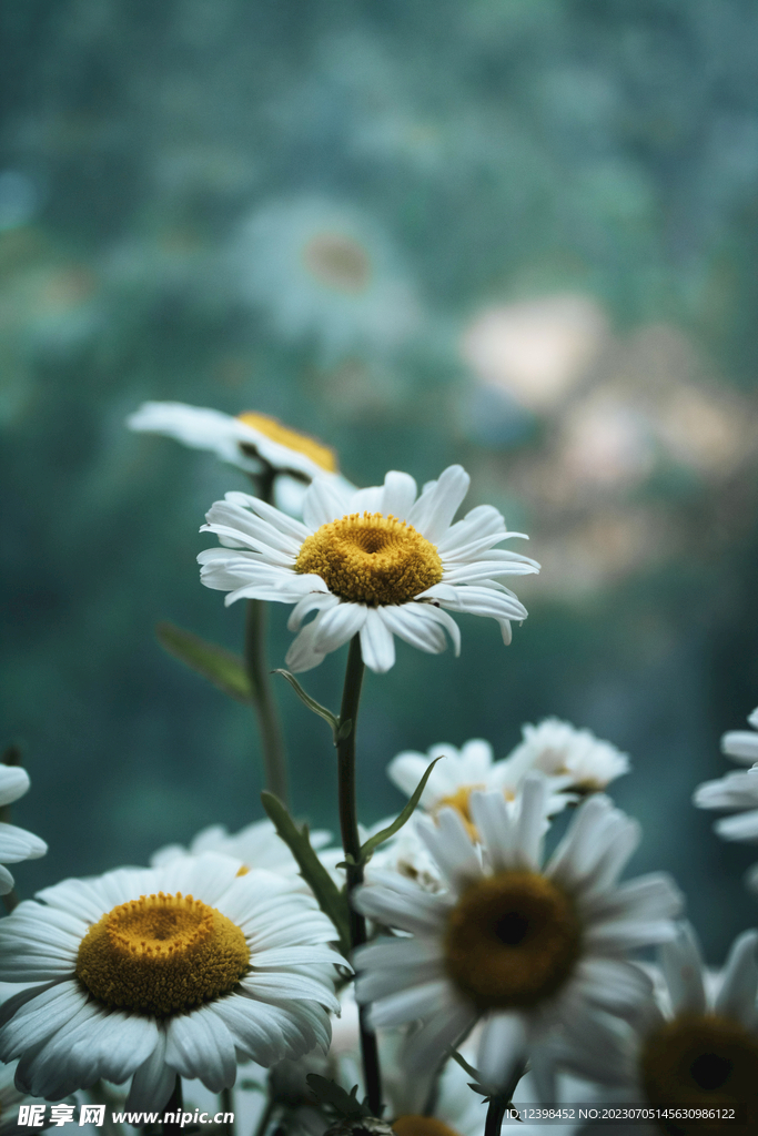 雏菊