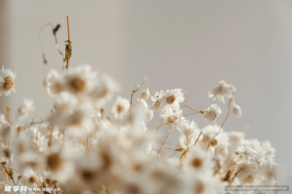 雏菊