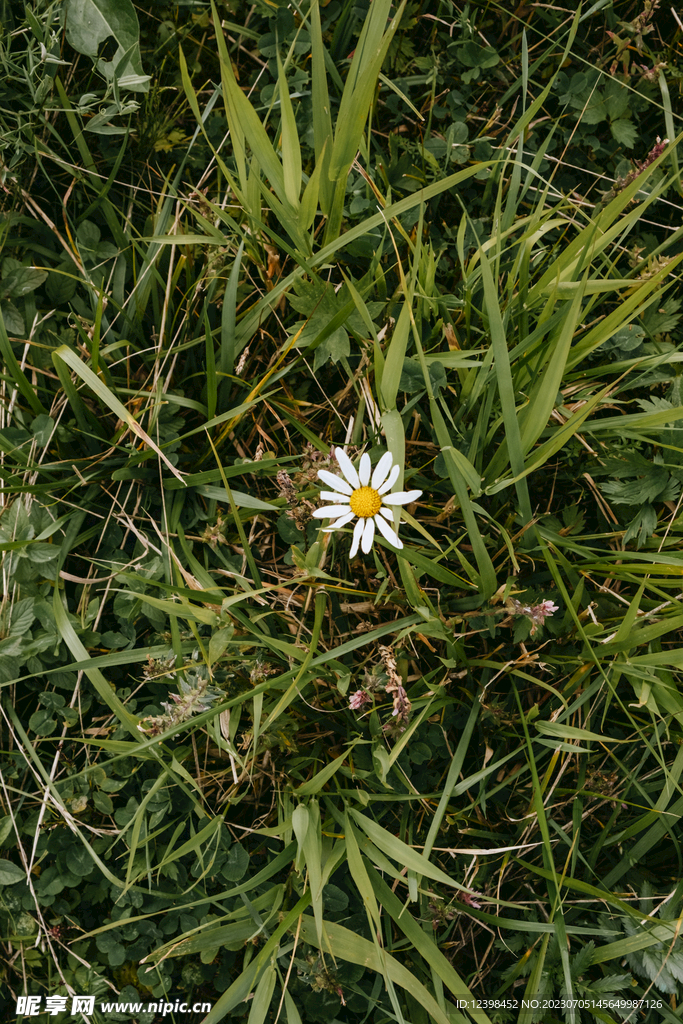 雏菊