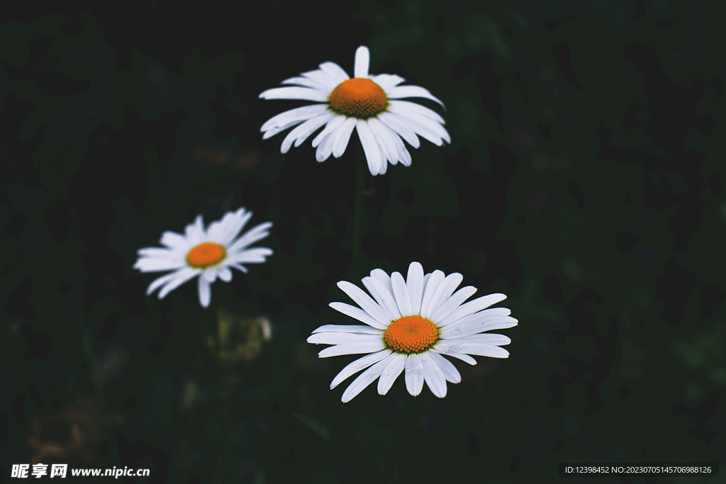 雏菊