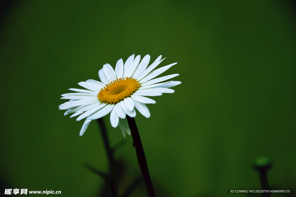 雏菊