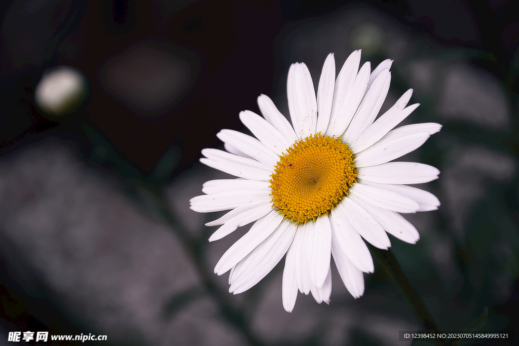雏菊