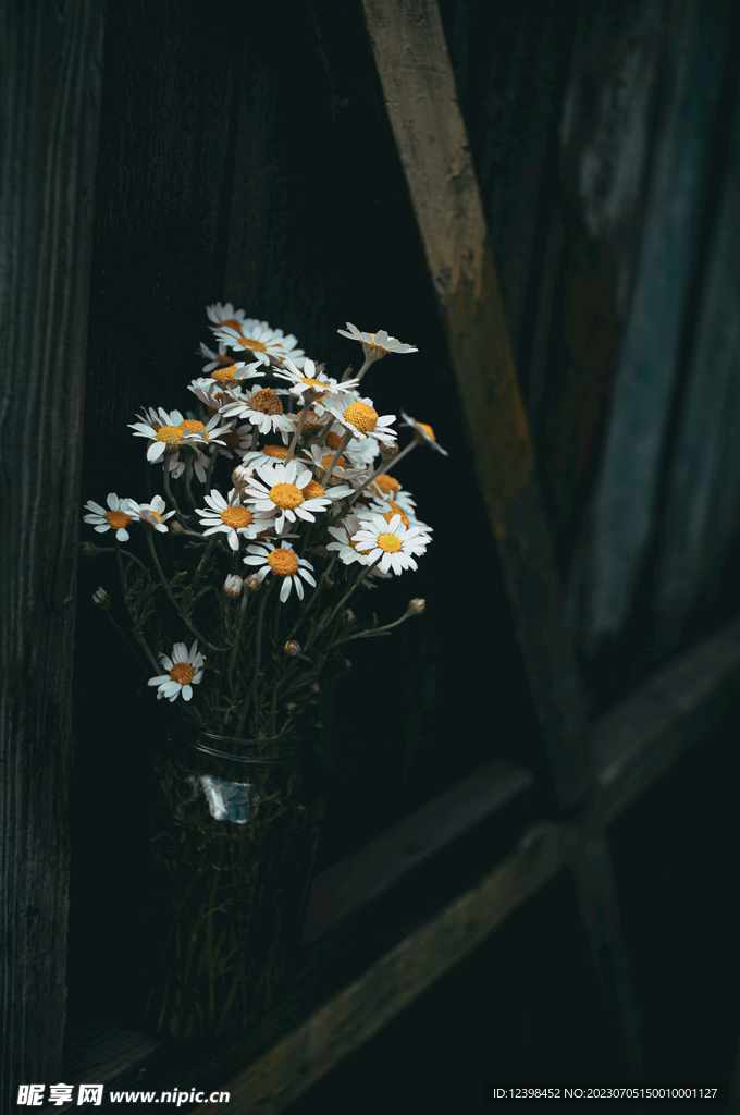 雏菊
