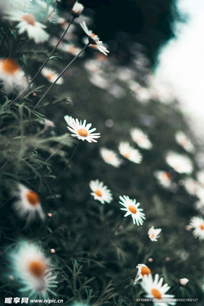 雏菊