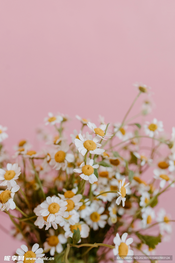 雏菊