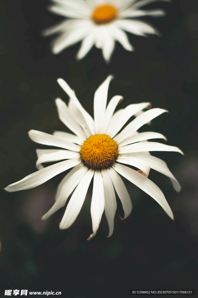 雏菊