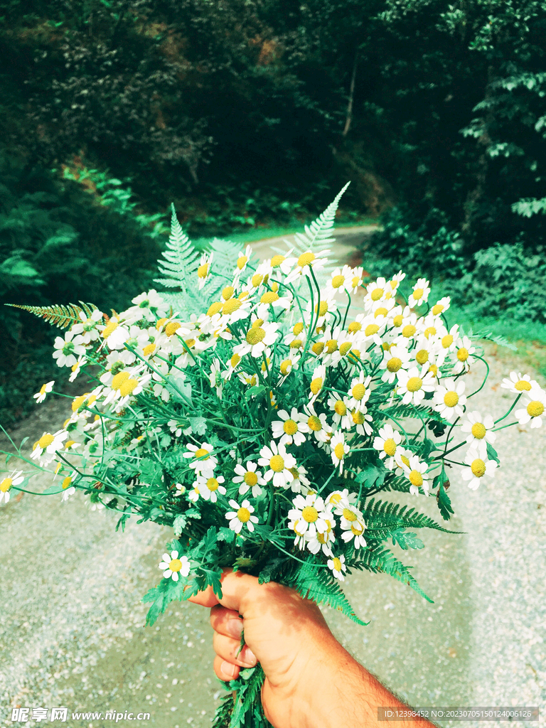 雏菊