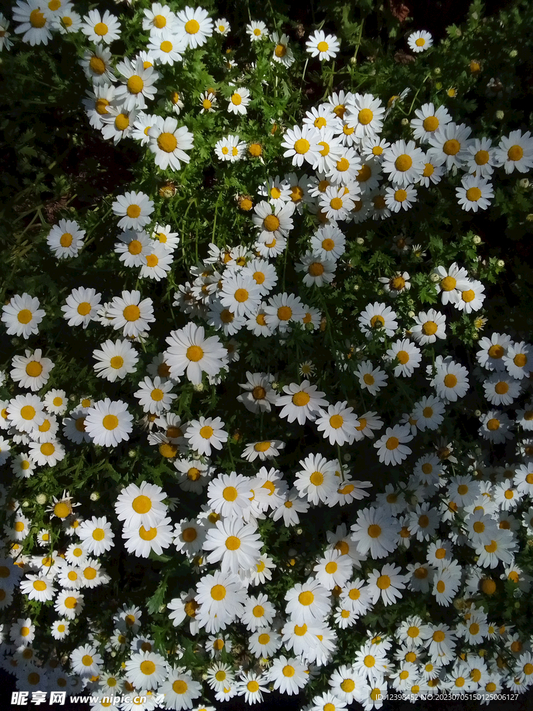 雏菊