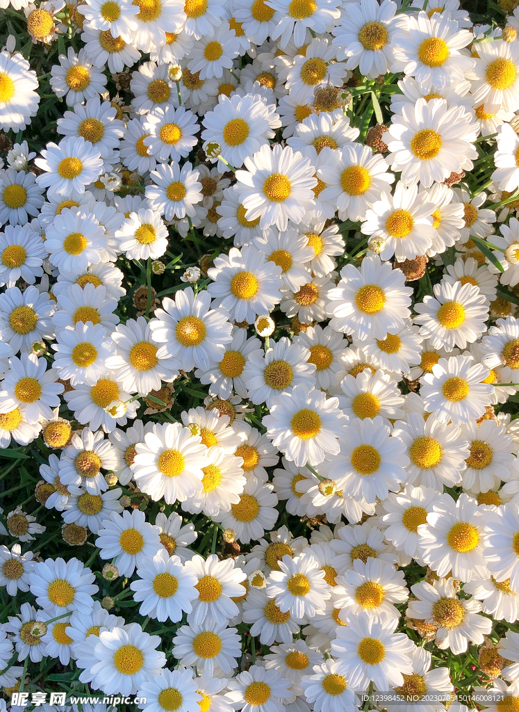雏菊