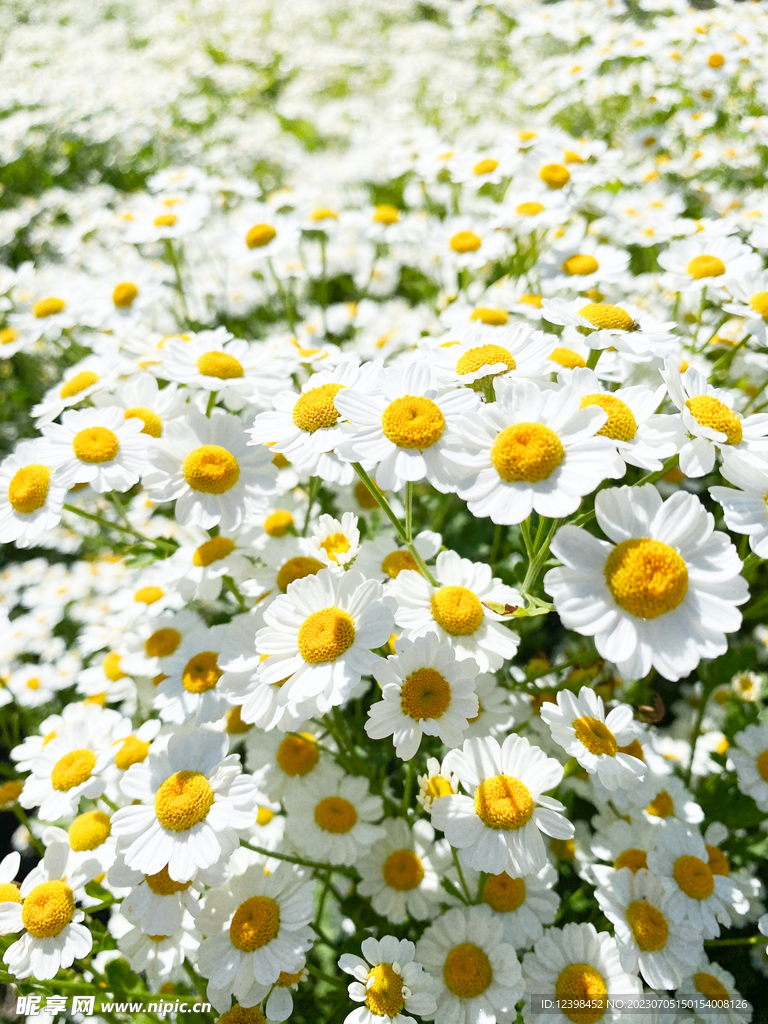 雏菊