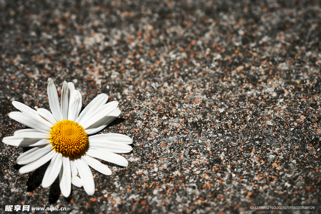 雏菊