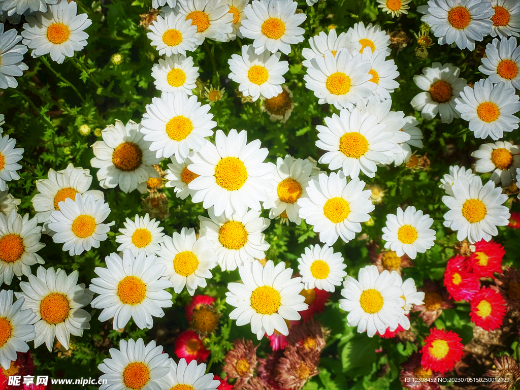 雏菊