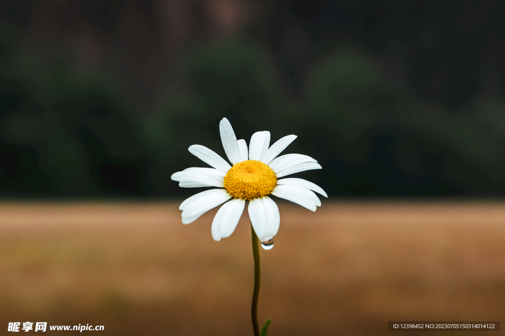 雏菊