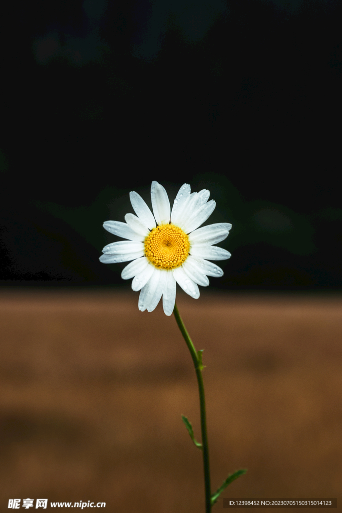 雏菊
