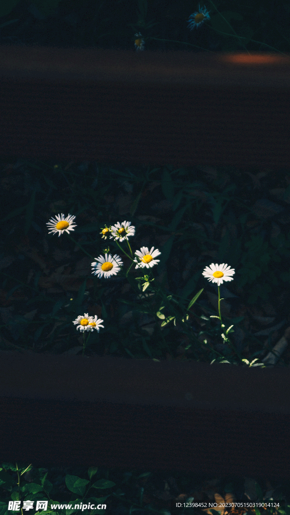 雏菊