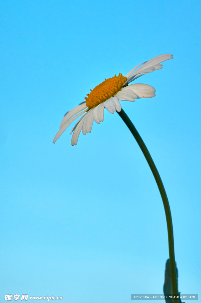 雏菊
